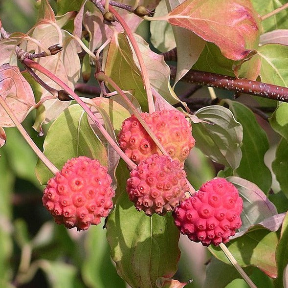 Cornus kousa - corniolo del Giappone (fiore bianco) (Vaso quadro)