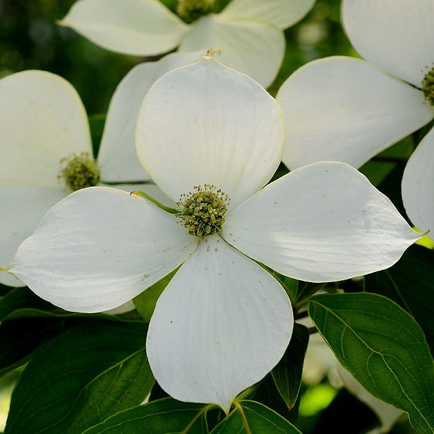 Cornus kousa - corniolo del Giappone (fiore bianco) (Vaso quadro)
