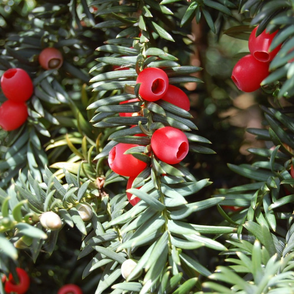 Taxus Baccata - Tasso (Alveolo Forestale)