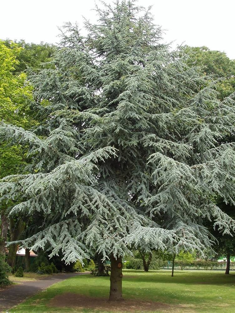 Cedrus atlantica - cedro dell'Atlante (Alveolo forestale)