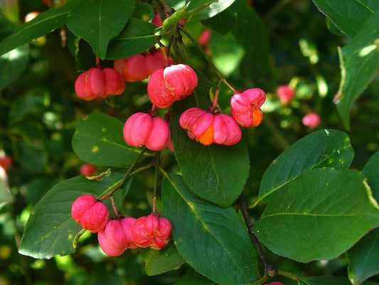 Euonymus europaeus - berretta del prete (Alveolo forestale)