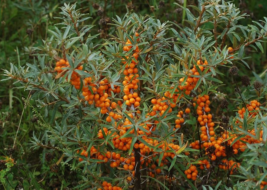 Hippophae rhamnoides - olivello spinoso (Alveolo forestale)