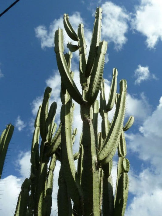 Cereus stenogonus mdb 1 - cactus frutti di fragola (25 semi)