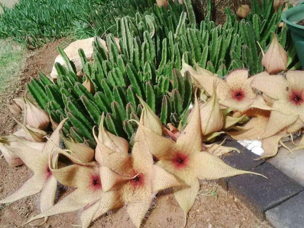 Stapelia gigantea: fioritura gigante tra le asclepiadacee