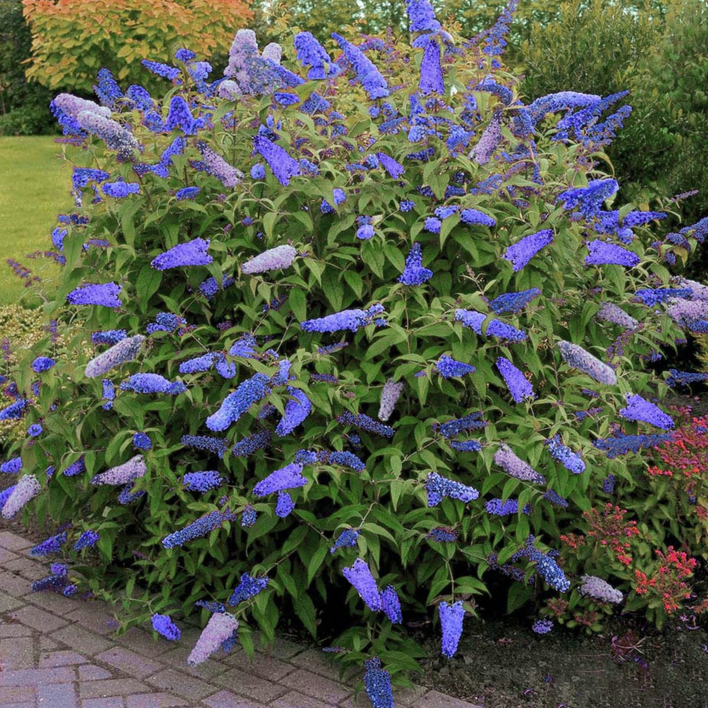 Buddleja davidii cv "Empire Blue" (fiore viola) - pianta delle farfalle (Vaso quadro 7x7x8 cm)