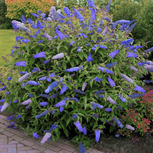 Buddleja davidii cv "Empire Blue" (fiore viola) - pianta delle farfalle (Vaso quadro 7x7x8 cm)