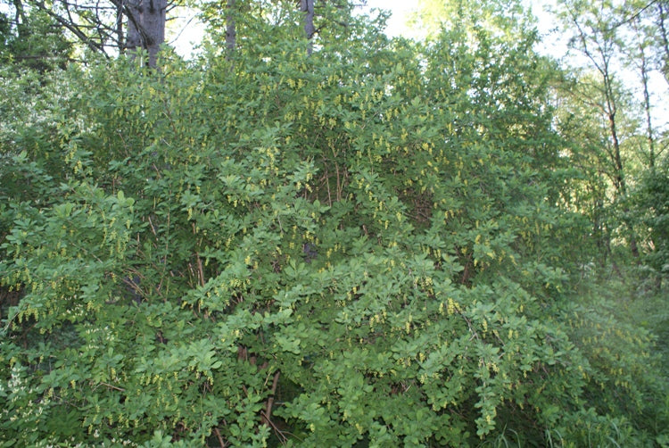 Berberis vulgaris - Crespino Europeo (Alveolo Forestale)