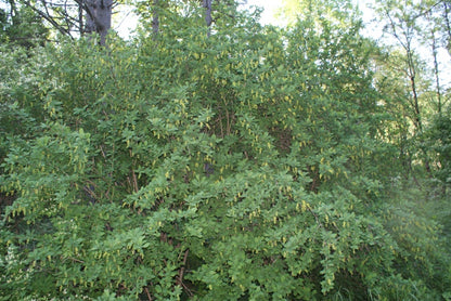 Berberis Vulgaris - Crespino Europeo (Alveolo Forestale)