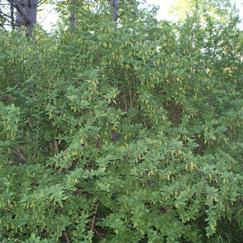 Berberis vulgaris pianta VivaiMDB