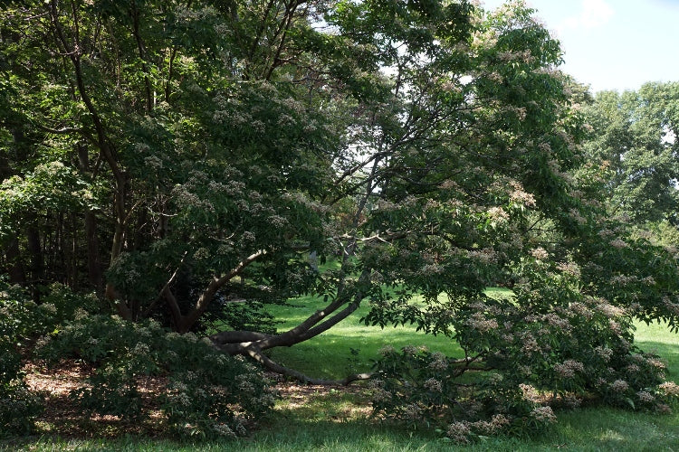 Evodia (sin. Tetradium) danielli - albero del miele (Alveolo forestale)