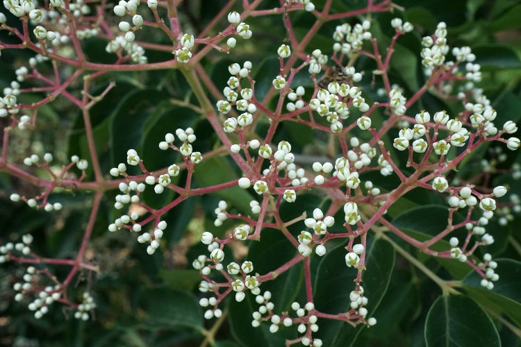 Evodia (sin. Tetradium) danielli - albero del miele (Alveolo forestale)