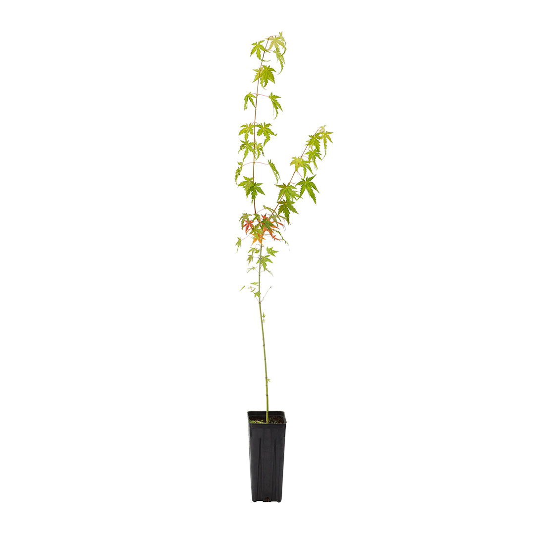 Acer Palmatum Polymorphum Cv. "Viridis" - Acero Giapponese Verde (Vaso Quadro 9X9X20 Cm, FRANCO)