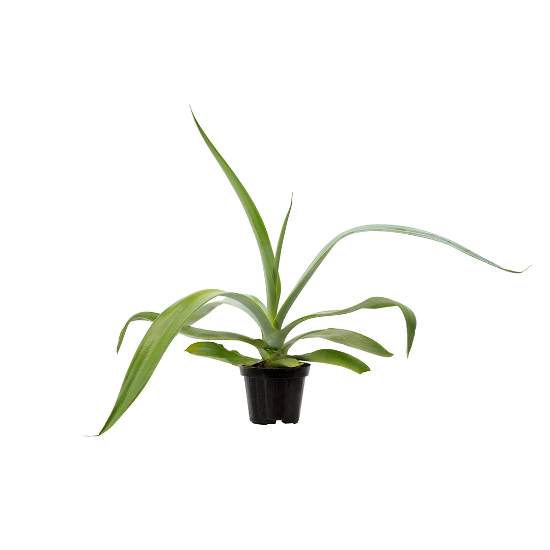 Agave pedunculifera (sin. attenuata) ssp dentata - (Vaso 10 cm)