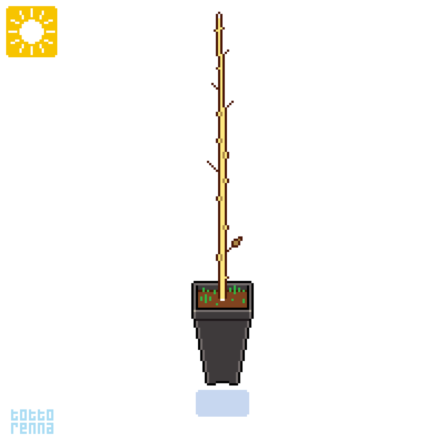 Acer monspessulanum - minor maple (Square vase 9x9x20 cm)
