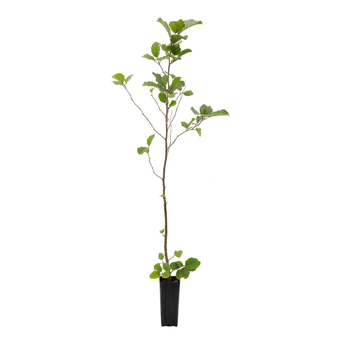 Alnus glutinosa - ontano nero (Vaso quadro 9x9x20 cm)
