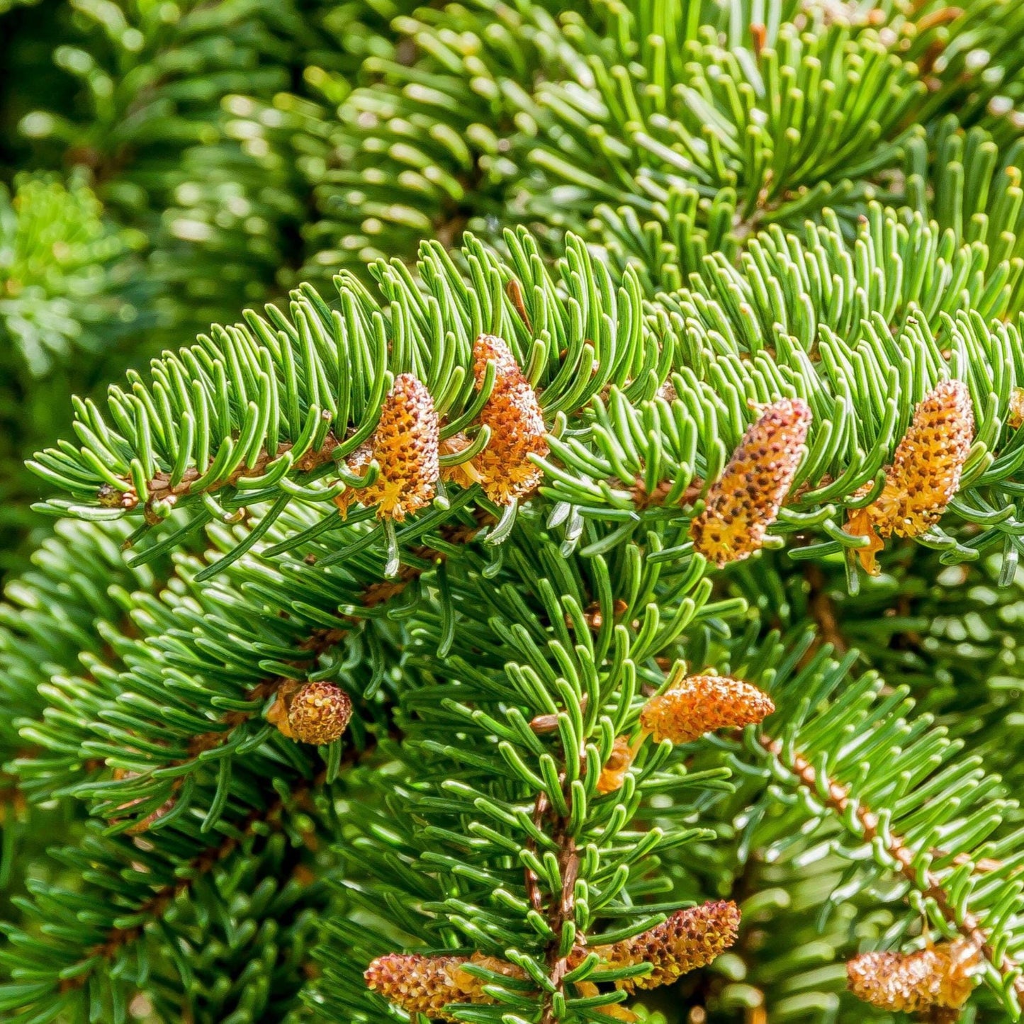 Abies nordmanniana - abete del Caucaso (Vaso quadro 9x9x20 cm)