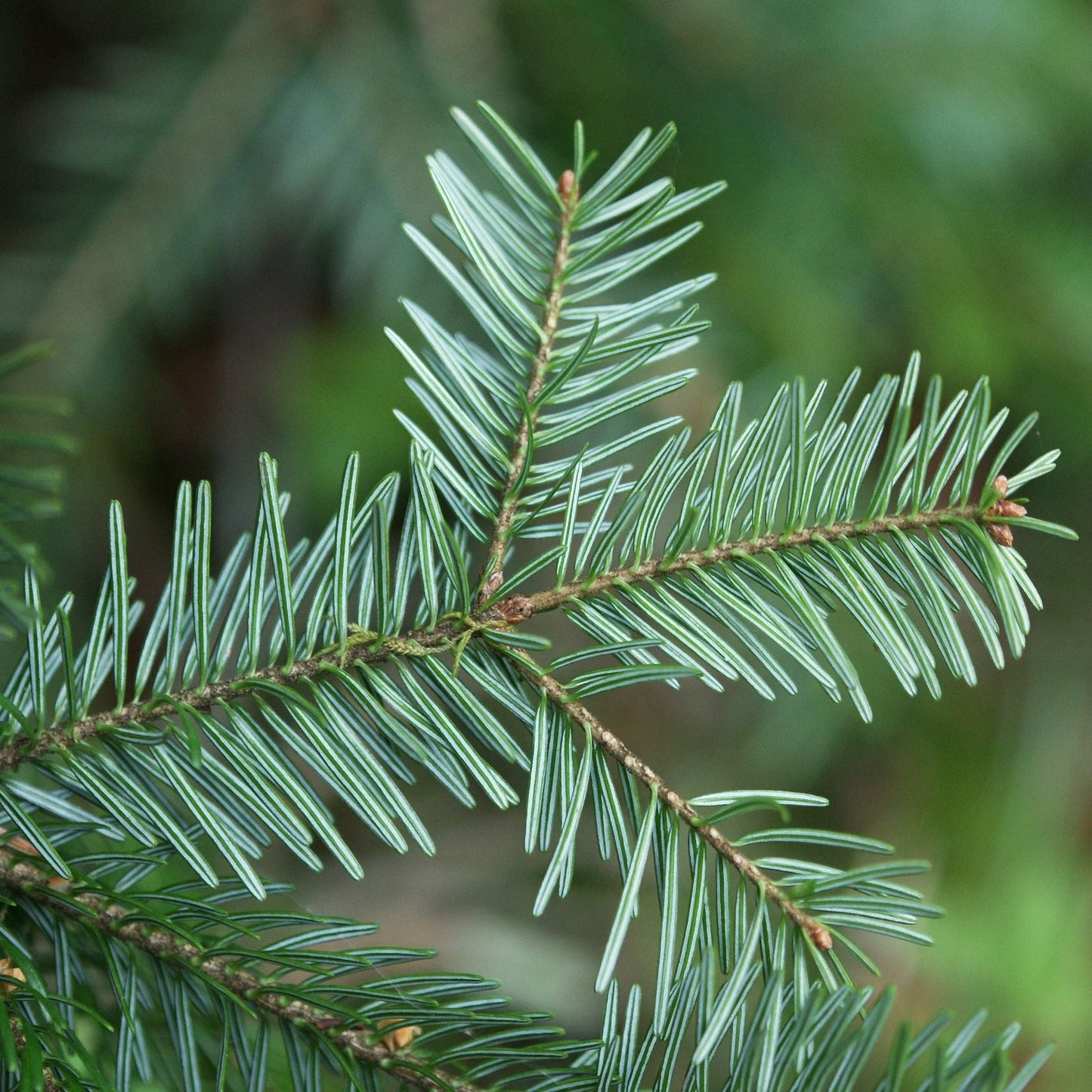 Abies alba - abete comune (Alveolo forestale)
