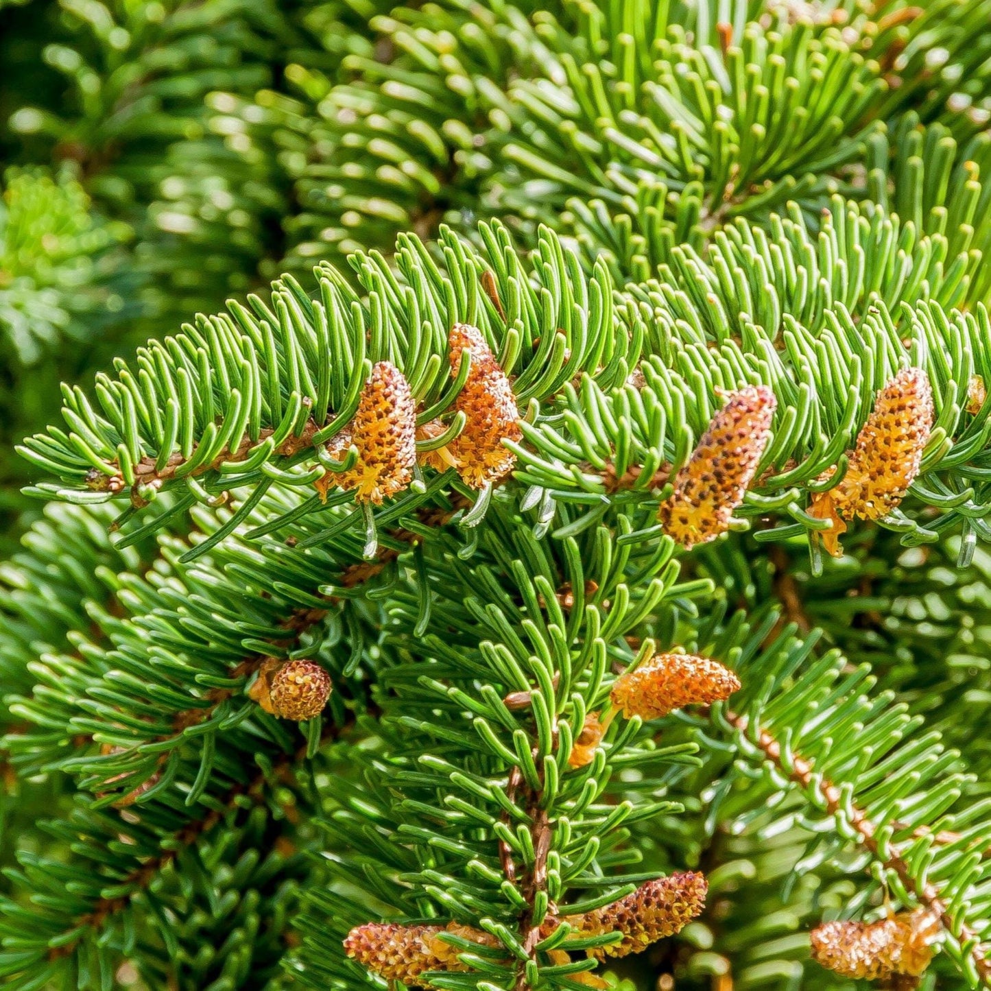 Abies nordmanniana - abete del Caucaso (Alveolo forestale)