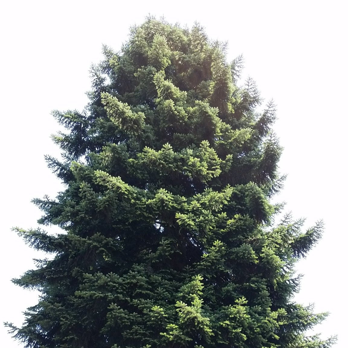 Abies nordmanniana - abete del Caucaso (Vaso quadro 9x9x20 cm)