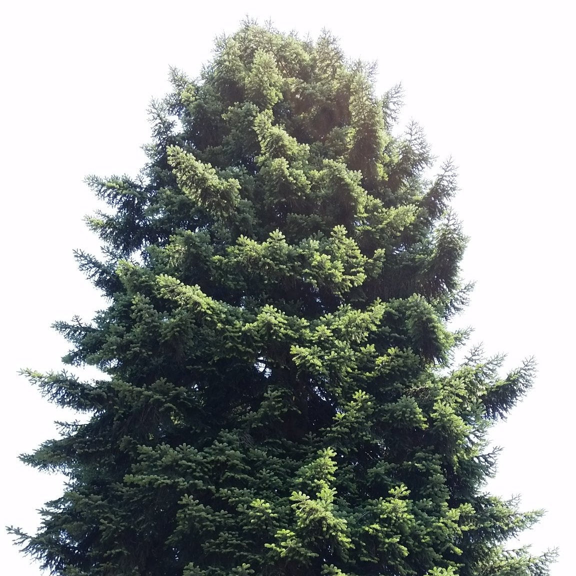 Abies nordmanniana - abete del Caucaso (Alveolo forestale)