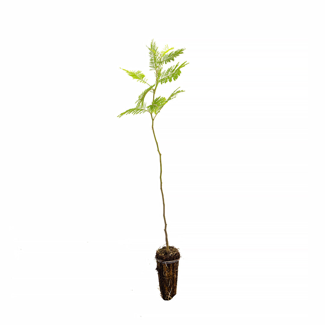 Acacia Dealbata - mimosa (Alveolo Forestale)