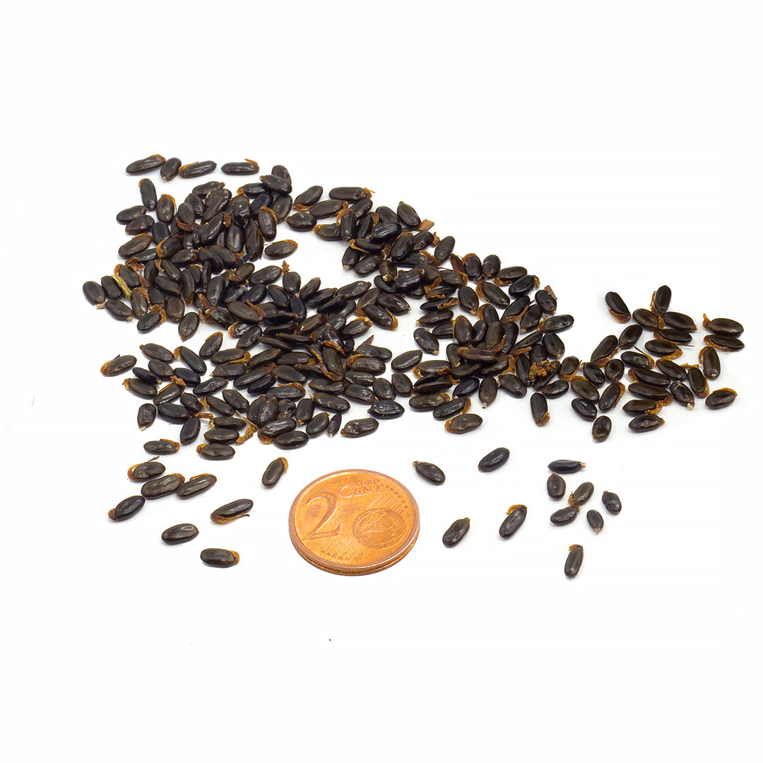 Acacia saligna - mimosa marina - Semi 0,5gr