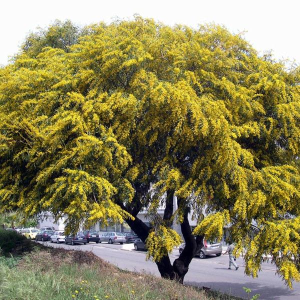 Acacia saligna - mimosa marina - Semi 0,5gr