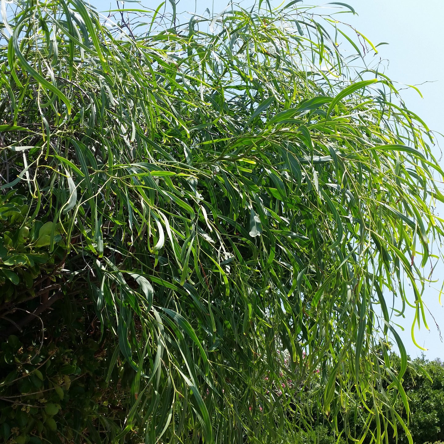Acacia saligna - mimosa marina - Semi 0,5gr