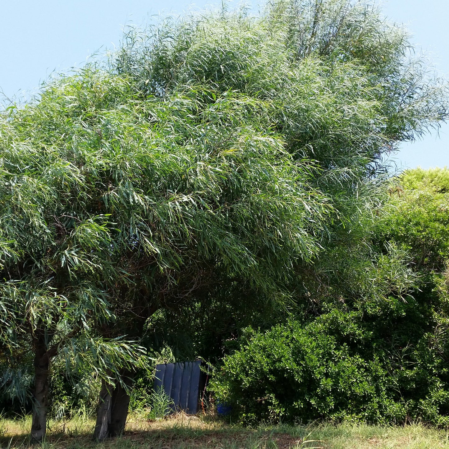 Acacia saligna - mimosa marina - Semi 0,5gr