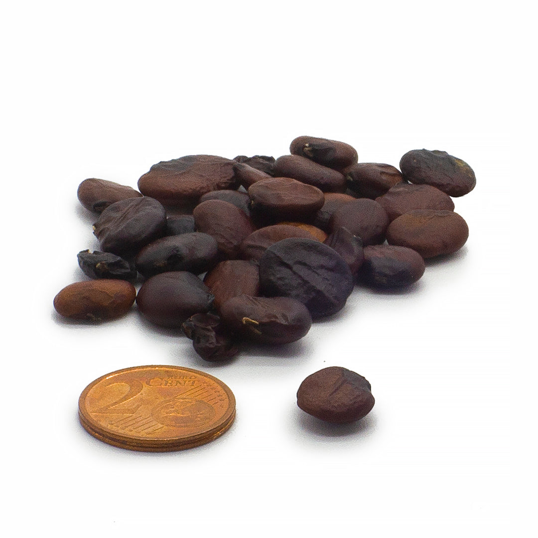 Acanthus mollis - acanthus - 7 Seeds
