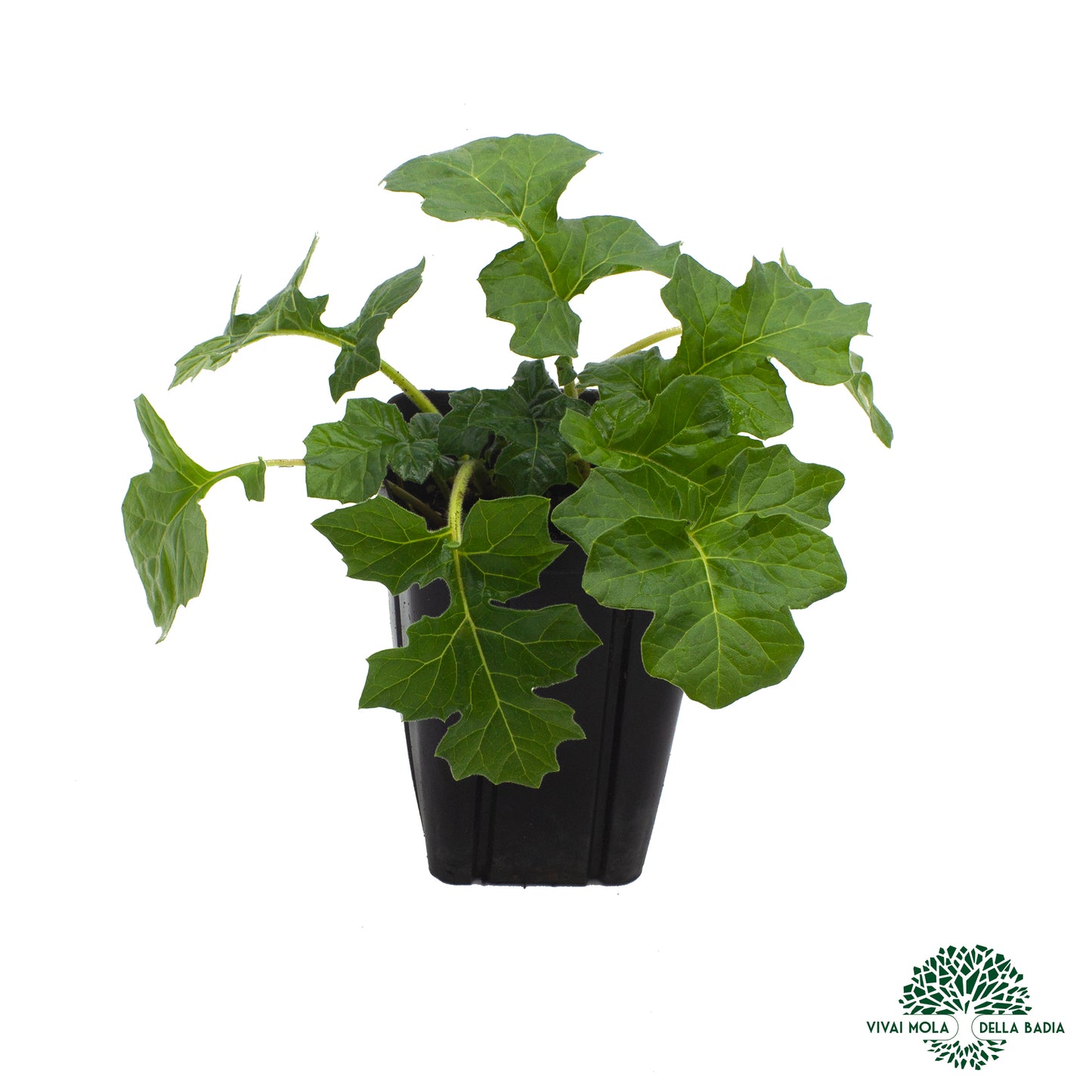 Acanthus mollis - acanthus (Square vase 9x9x13 cm)