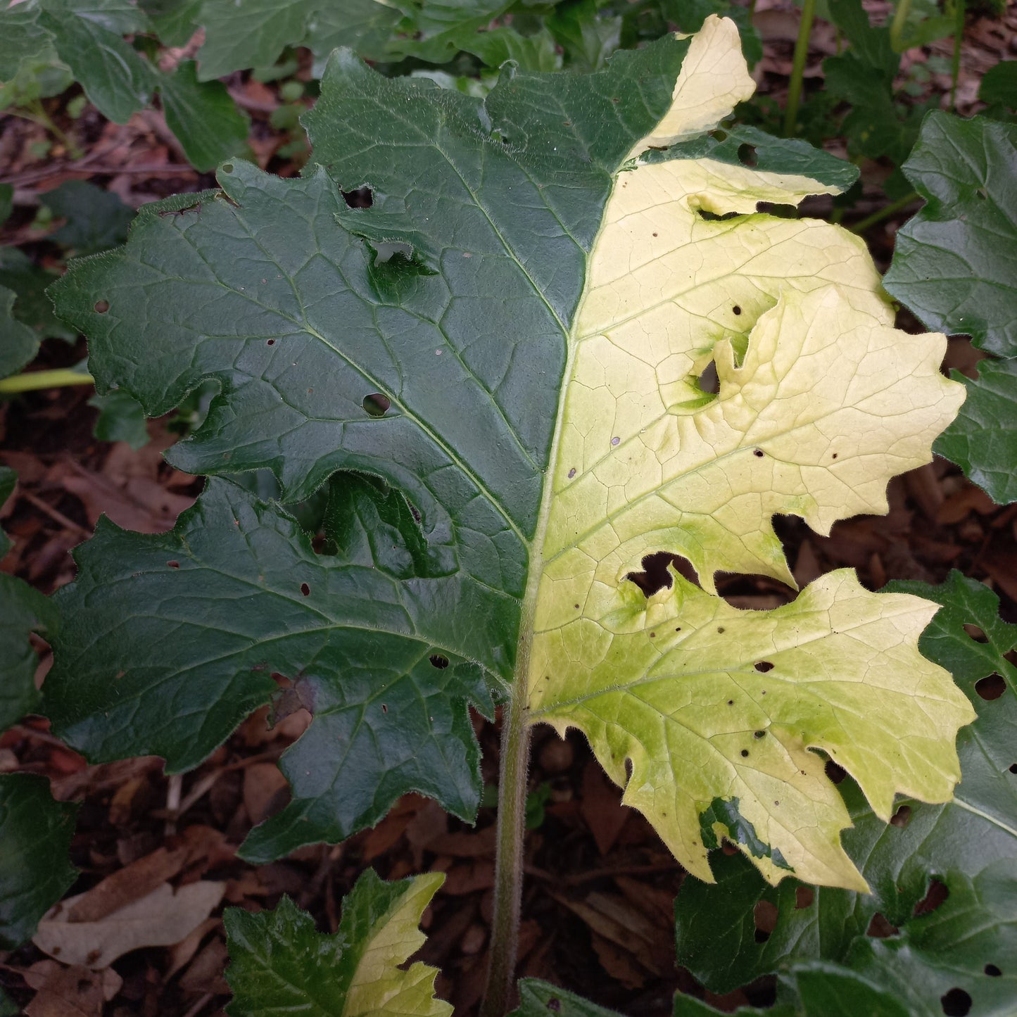 Acanthus mollis - acanthus - 7 Seeds