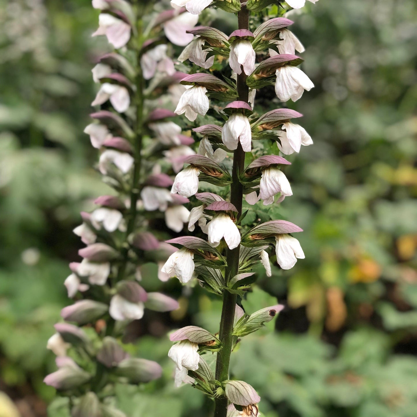 Acanthus mollis - acanthus (Square vase 9x9x13 cm)