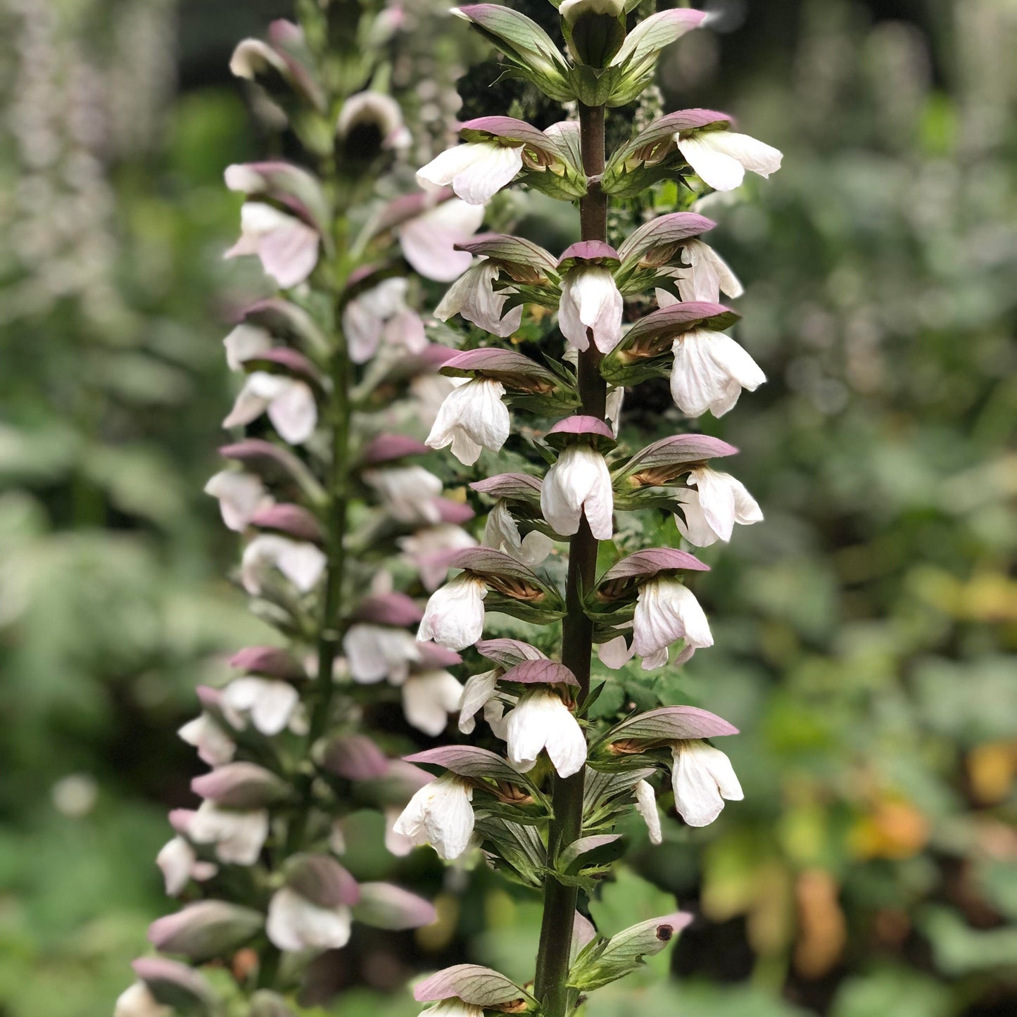 Acanthus mollis - acanthus - 7 Seeds