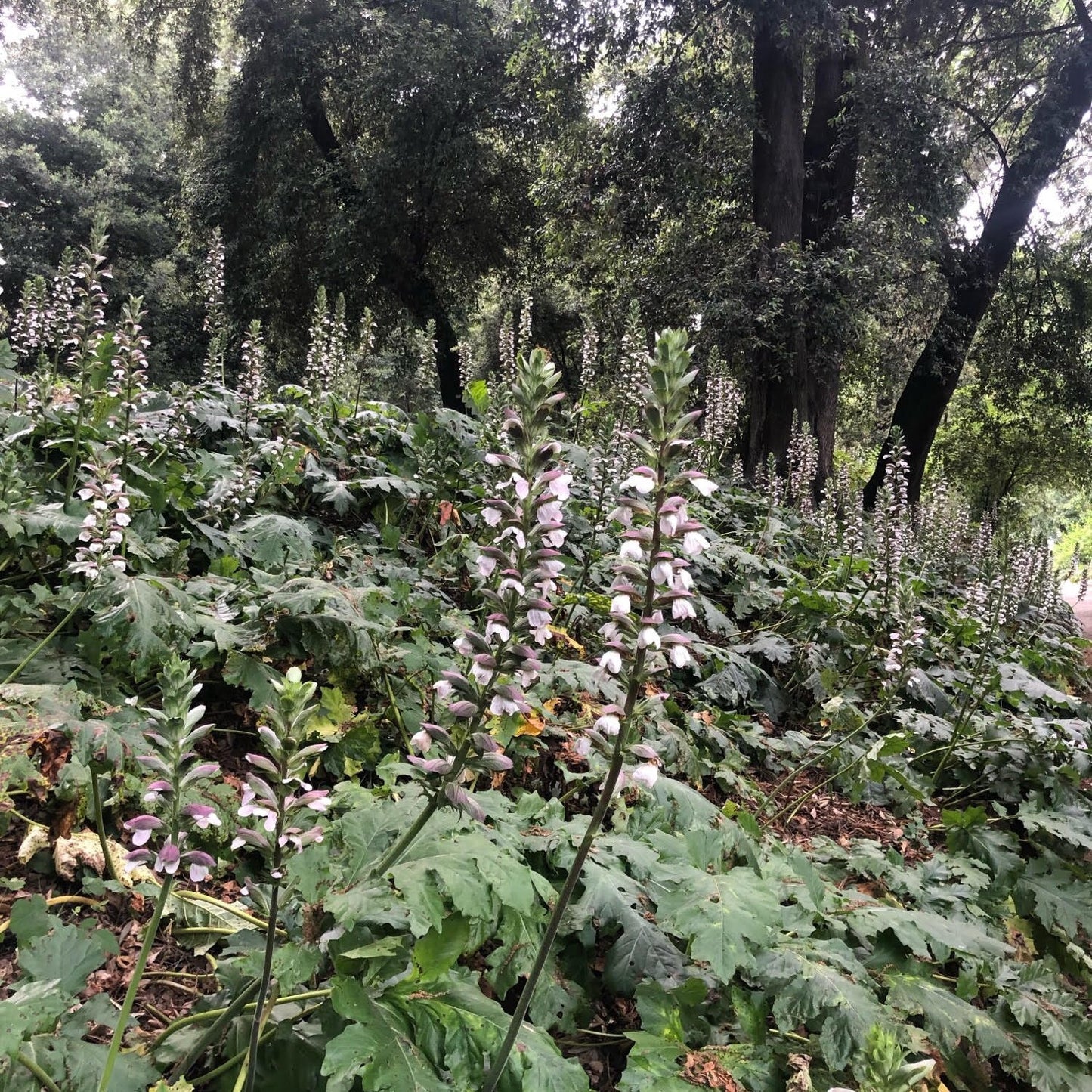 Acanthus mollis - acanthus - 7 Seeds
