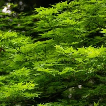 Acer Palmatum Polymorphum Cv. "Viridis" - Acero Giapponese Verde (Vaso 18 Cm, FRANCO)