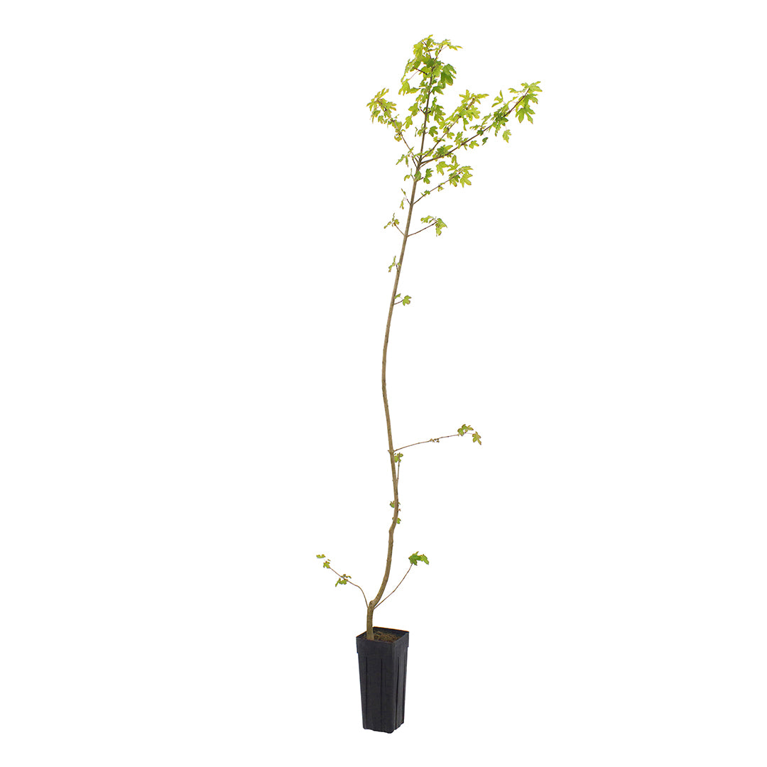 Acer campestre - acero campestre (Vaso quadro 9x9x20 cm)
