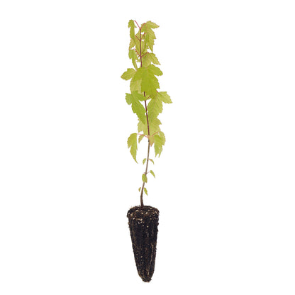 Acer ginnala - acero amurense (Alveolo forestale)