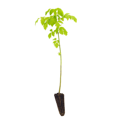 Acer negundo - Acero americano (Alveolo forestale)