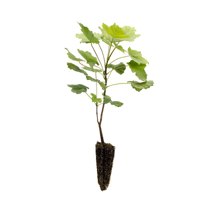 Acer opalus - acero napoletano (Alveolo forestale)