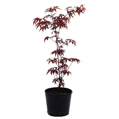 Acer palmatum "atropurpureum" - acero rosso (Vaso 14-16-18 cm, FRANCO)