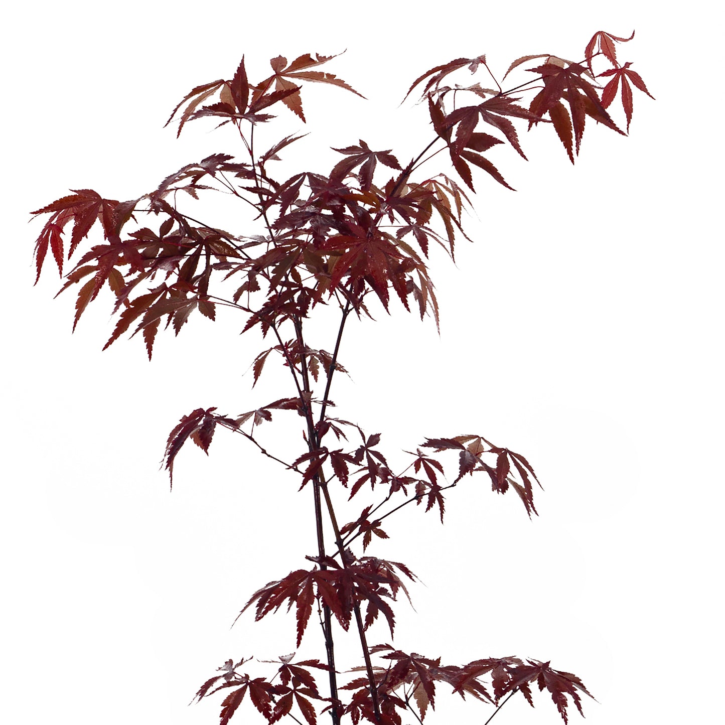 Acer palmatum "atropurpureum" - acero rosso (Vaso 14-16-18 cm, FRANCO)
