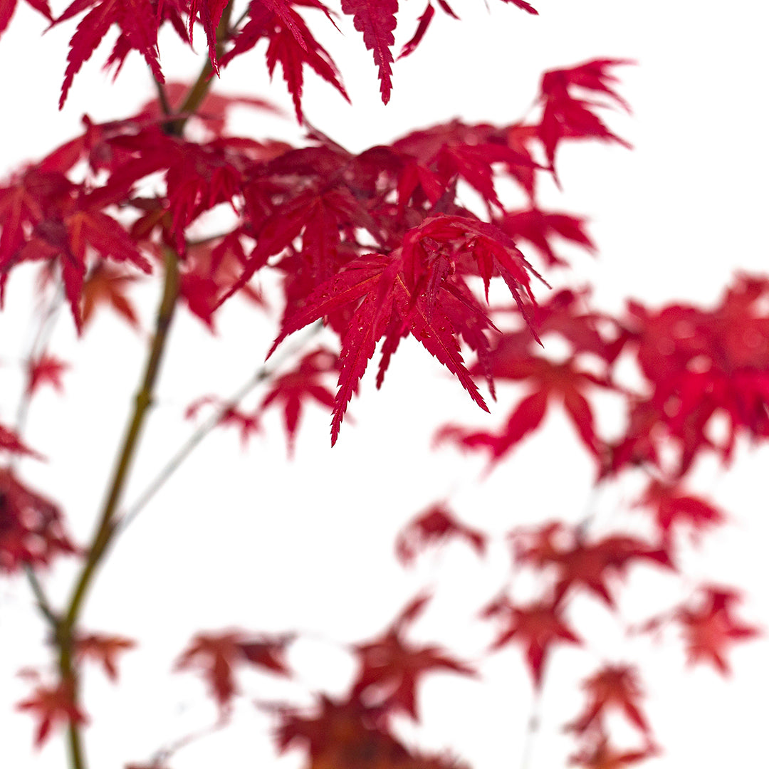 Acer Palmatum Cv. "Deshojo" - Acero Giapponese Rosso (Vaso Quadro 9X9X10 Cm, FRANCO)