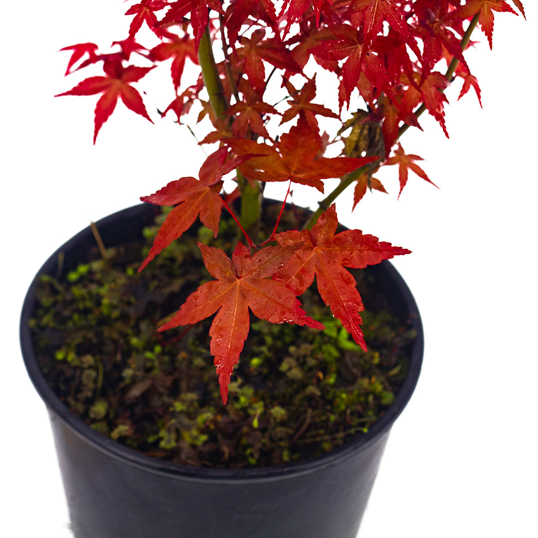 Acer palmatum cv. "deshojo" - red Japanese maple (Pot 18 cm, FRANCO)