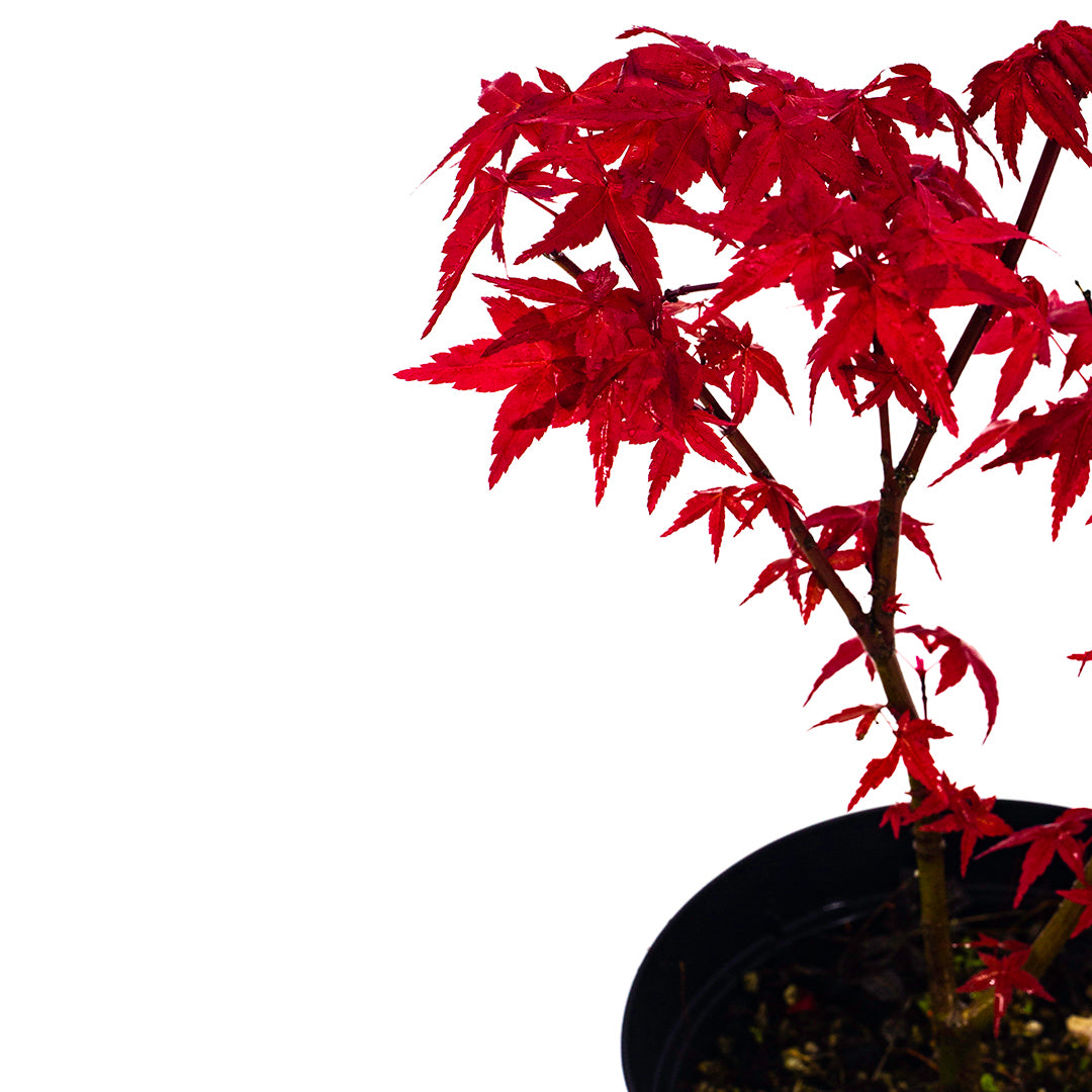 Acer palmatum cv. "deshojo" - red Japanese maple (Pot 18 cm, FRANCO)