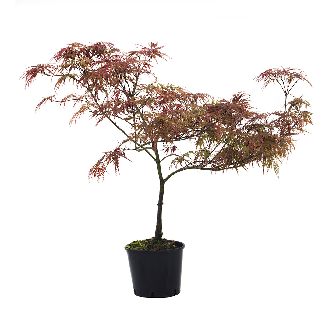 acer-palmatum-dissectum-garnet-japanese-maple-red-dissectum-vase-18-cm