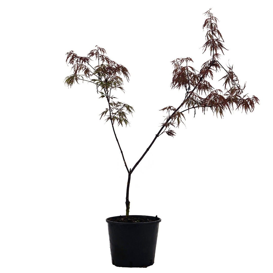 Acer palmatum "dissectum nigrum" - acero giapponese bordò dissectum (Vaso 18 cm, INNESTATO)
