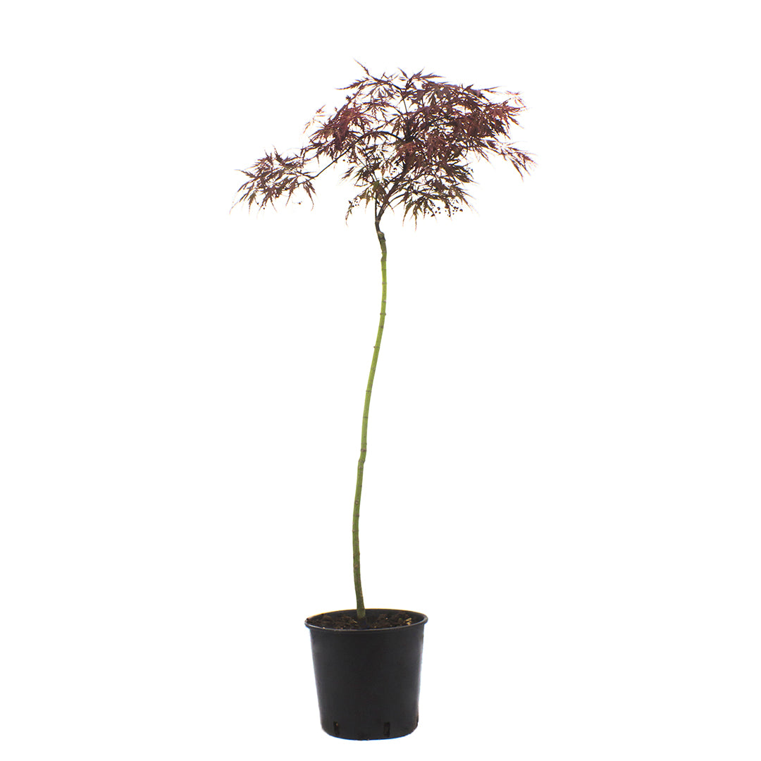 acer-palmatum-dissectum-nigrum-innesto-alto-acero-giapponese-bordo-dissectum-vaso-18-cm