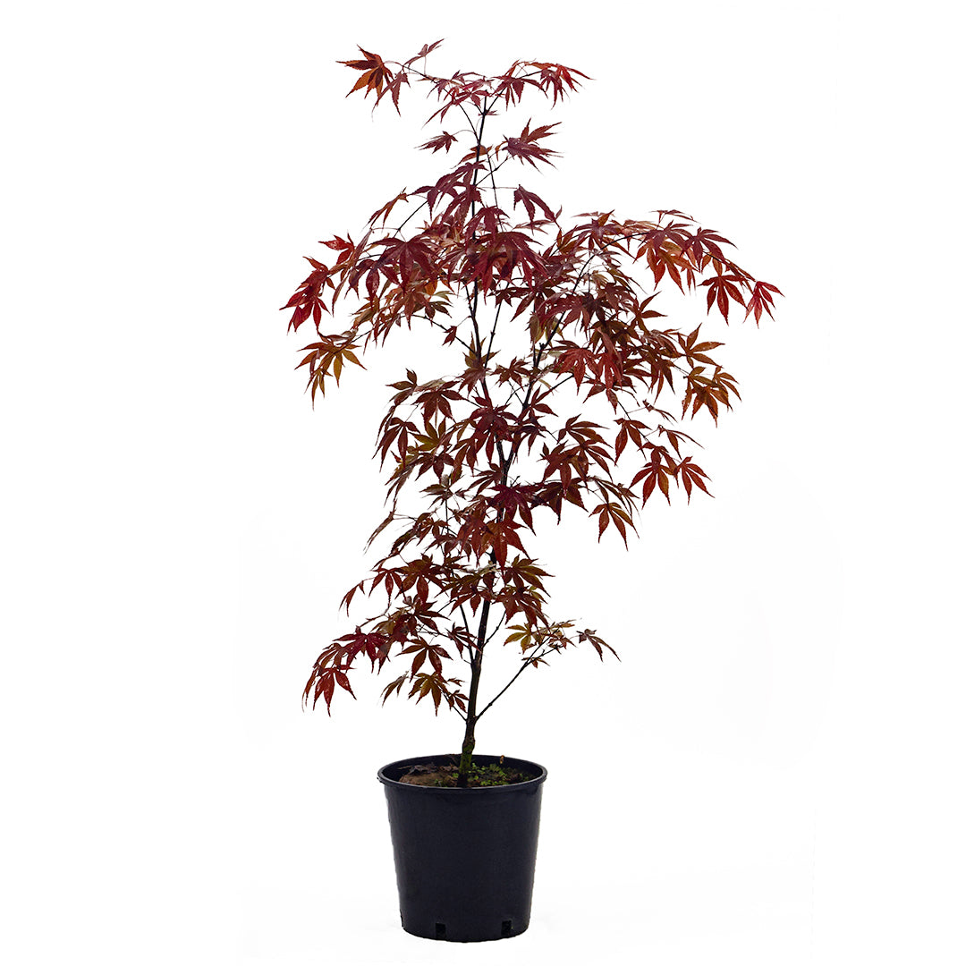 Acer palmatum cv. "fire glow" fg1 - acero giapponese rosso (Vaso 18 cm, INNESTATO)