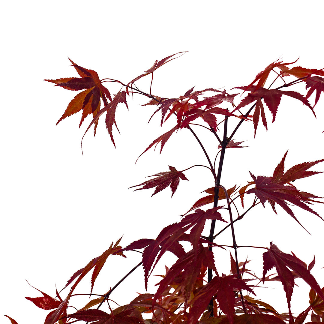 Acer palmatum cv. "fire glow" fg1 - red japanese maple (18 cm pot, GRAFTED)
